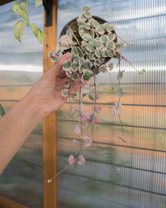 String of Hearts Variegated - 4"