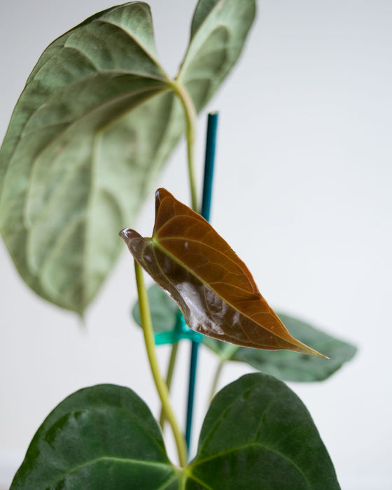 Anthurium Papillilaminum - 4" (Pick Up Only)