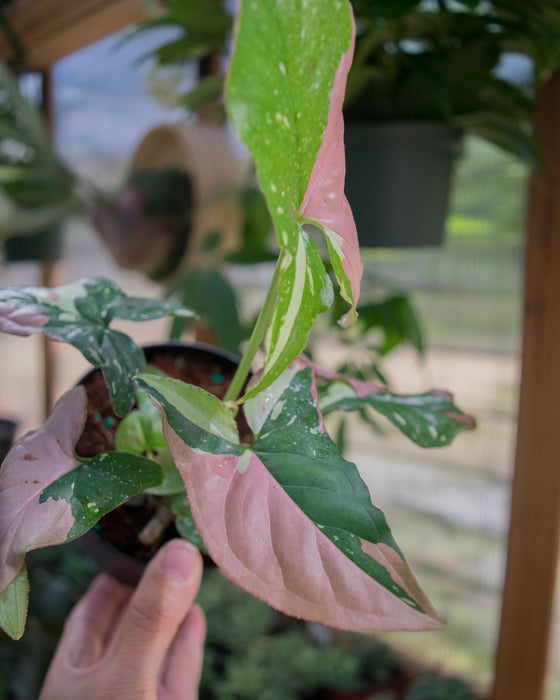 Syngonium 'Red Spot Tricolor' - 4"