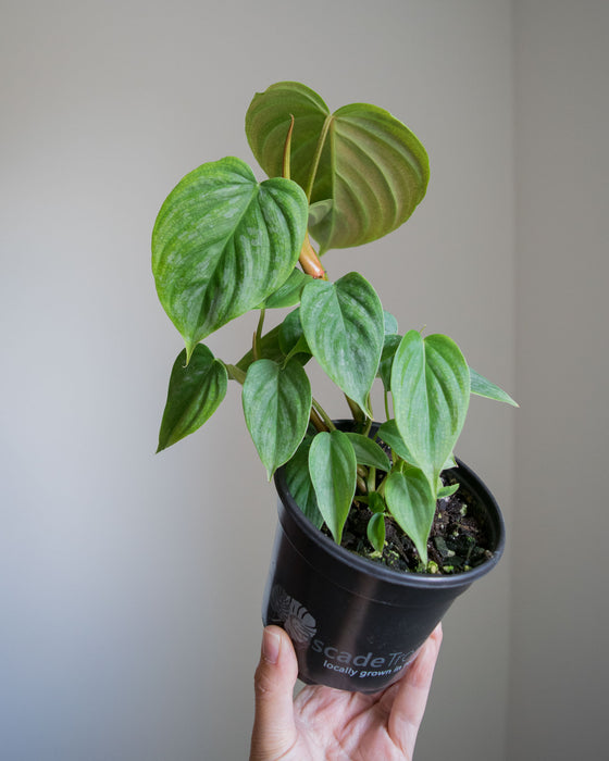 Philodendron 'Majestic' - 4"