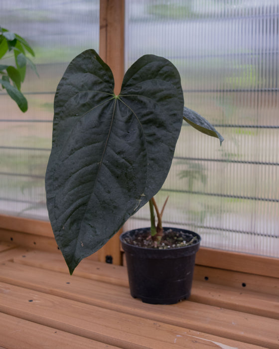 Anthurium 'Queen of Hearts' - 6" (Pick Up Only)