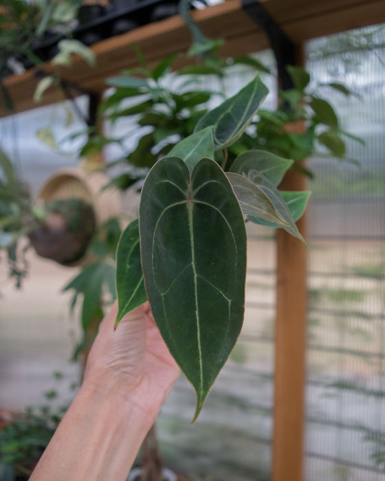 Anthurium 'Dressleri x HU' - 2"