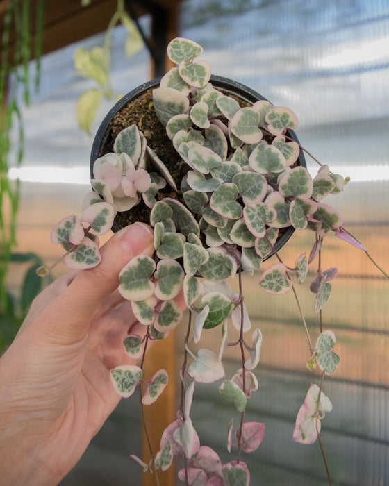 String of Hearts Variegated - 4"