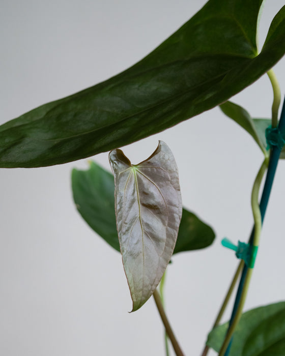 Anthurium Papillilaminum - 4" (Pick Up Only)