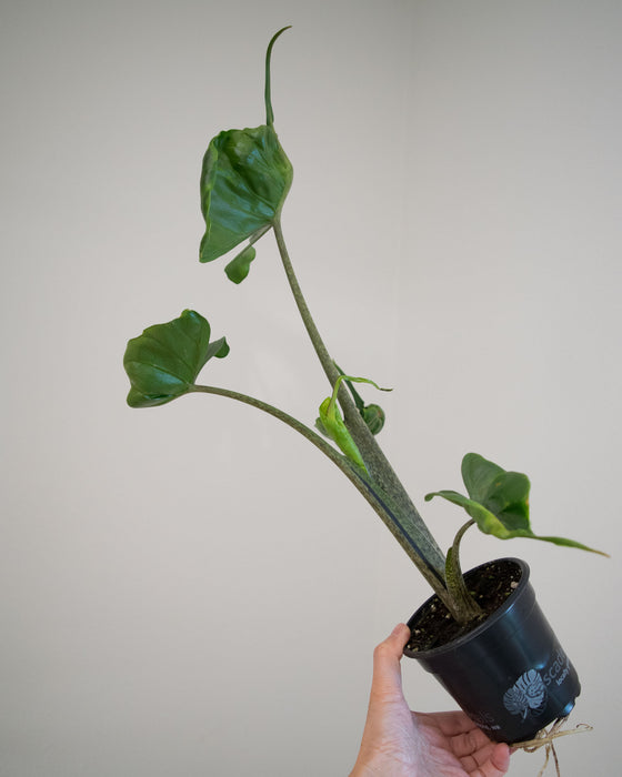 Alocasia Macrorrhiza 'Stingray' - 4"