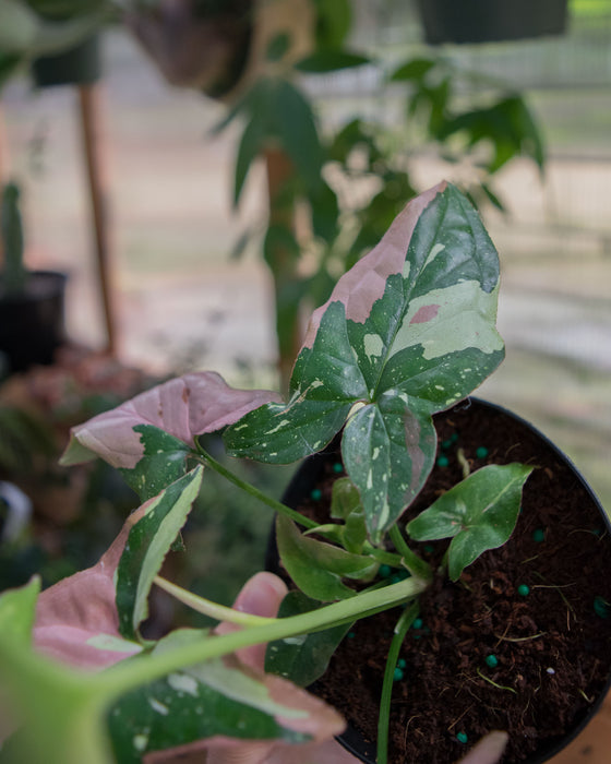 Syngonium 'Red Spot Tricolor' - 4"