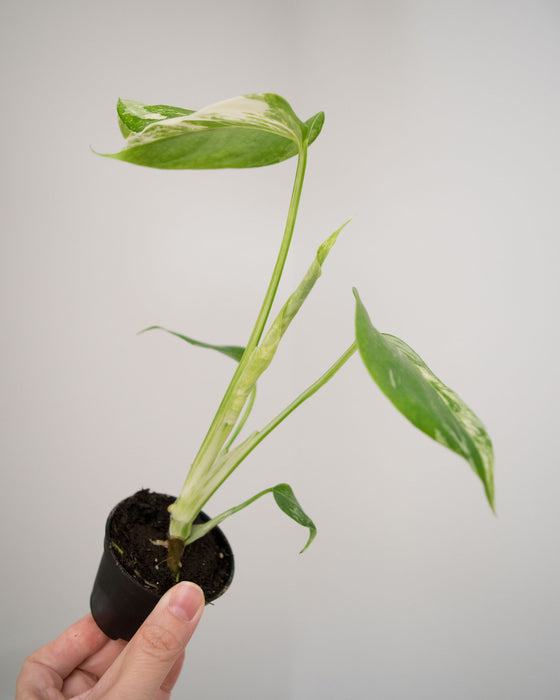 Monstera Deliciosa 'Var. Borsigniana 'Albo' - 2"
