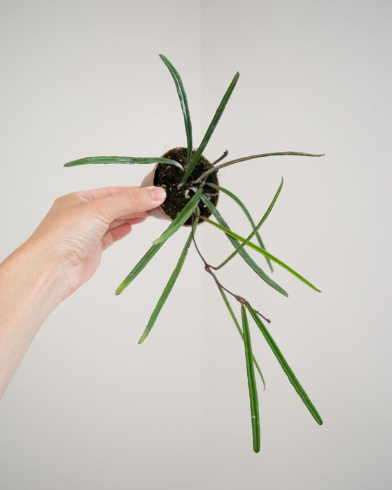 Hoya Insularis - 3"