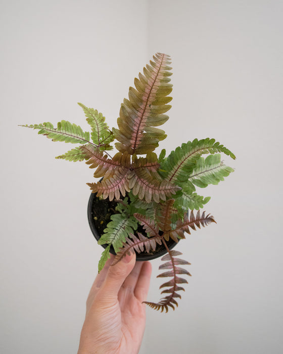 Pteris Aspericaulis 'Tricolor' - 4"