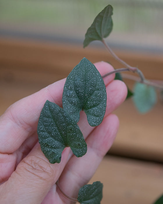 Piper 'Silver Flecks' - 4"
