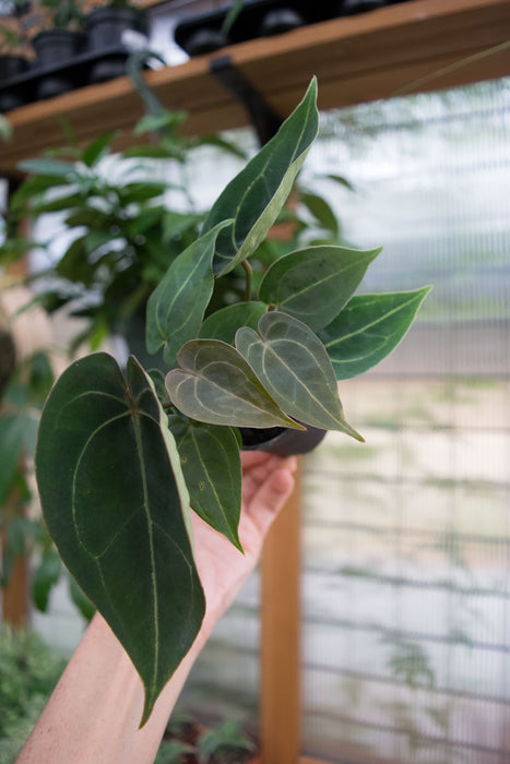 Anthurium 'Dressleri x HU' - 2"