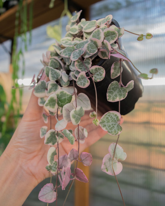 String of Hearts Variegated - 4"