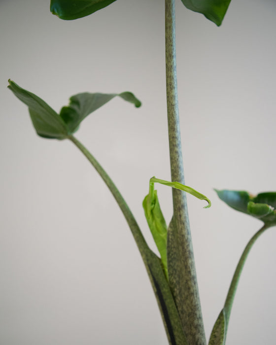 Alocasia Macrorrhiza 'Stingray' - 4"