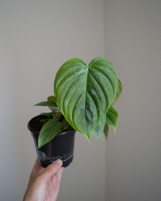 Philodendron 'Majestic' - 4"