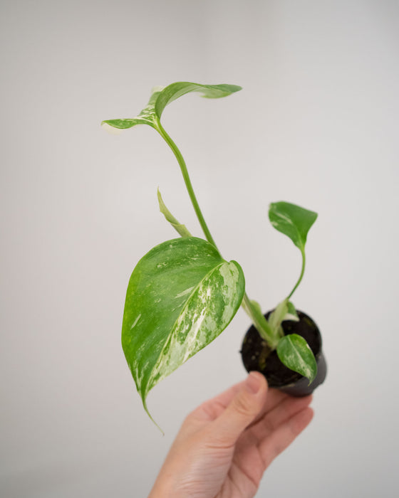 Monstera Deliciosa 'Var. Borsigniana 'Albo' - 2"