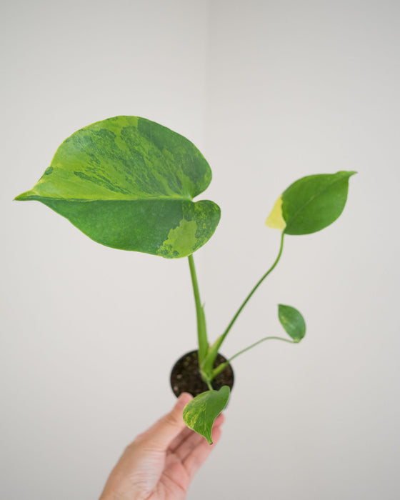 Monstera Deliciosa 'Aurea' Variegated - 2"