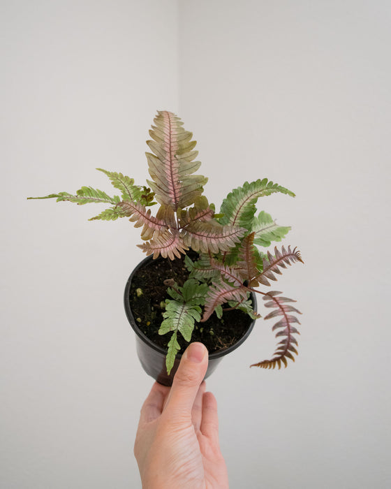 Pteris Aspericaulis 'Tricolor' - 4"
