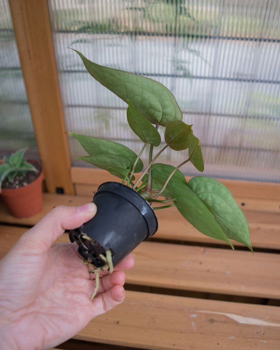 Anthurium 'Dressleri x HU' - 2"