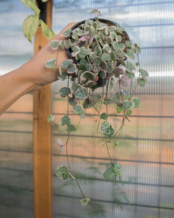 String of Hearts Variegated - 4"
