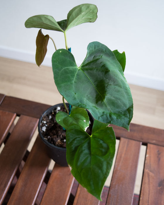 Anthurium Papillilaminum - 4" (Pick Up Only)