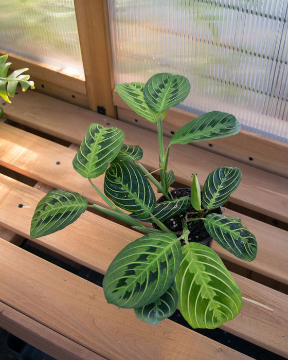 Maranta Lemon Lime - 4"