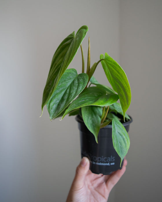 Philodendron 'Majestic' - 4"