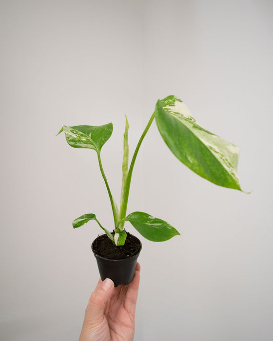 Monstera Deliciosa 'Var. Borsigniana 'Albo' - 2"