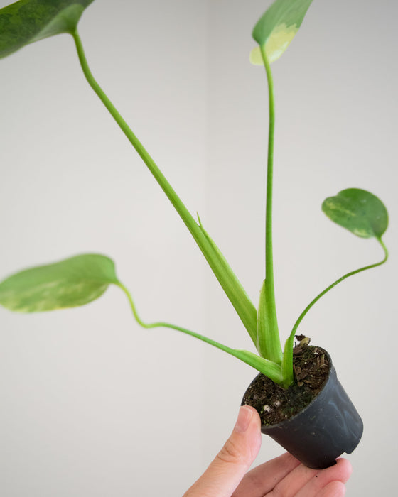 Monstera Deliciosa 'Aurea' Variegated - 2"