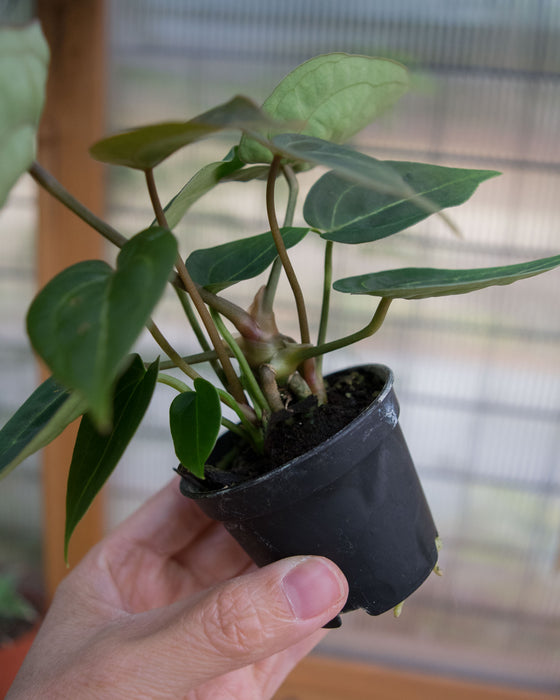 Anthurium 'Dressleri x HU' - 2"