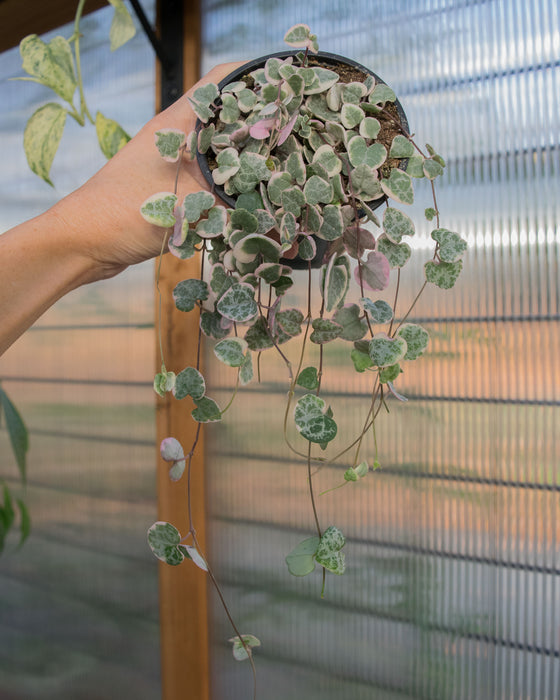 String of Hearts Variegated - 4"