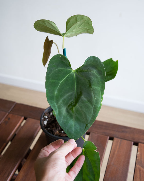 Anthurium Papillilaminum - 4" (Pick Up Only)