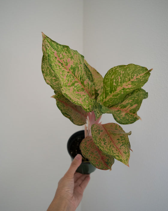 Aglaonema 'Fortune' - 4"
