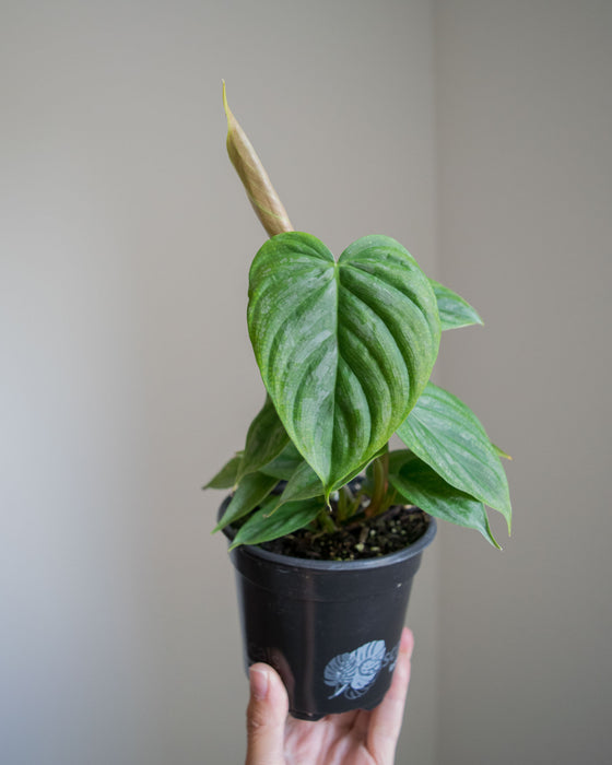 Philodendron 'Majestic' - 4"