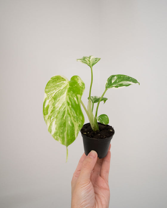 Monstera Deliciosa 'Var. Borsigniana 'Albo' - 2"