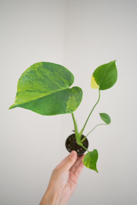 Monstera Deliciosa 'Aurea' Variegated - 2"