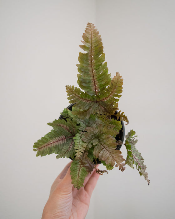 Pteris Aspericaulis 'Tricolor' - 4"
