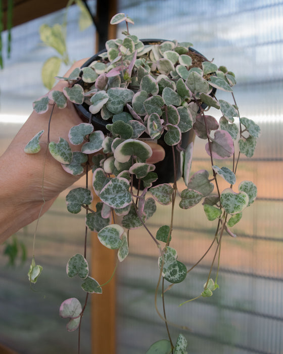 String of Hearts Variegated - 4"