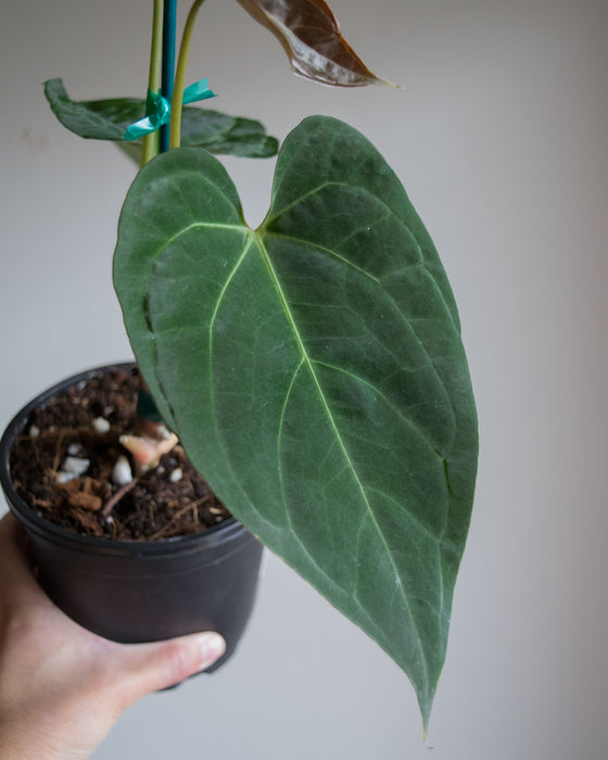 Anthurium Papillilaminum - 4" (Pick Up Only)