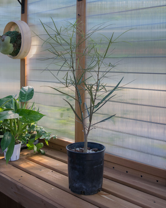 Brachychiton Rupestris 'Queensland Bottle Tree' - 6" (Pick Up Only)
