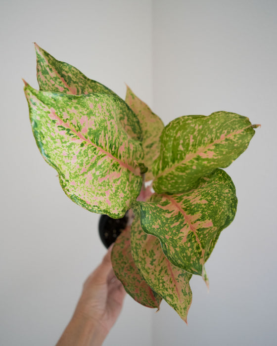 Aglaonema 'Fortune' - 4"