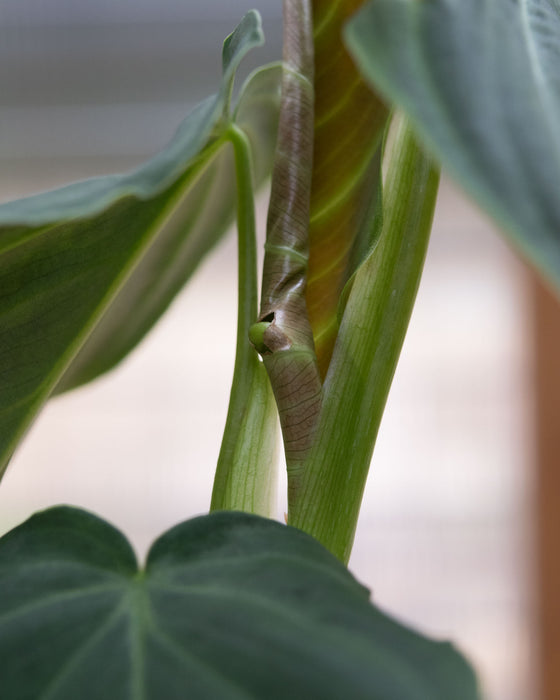 Philodendron 'Splendid' - 4" (SALE)