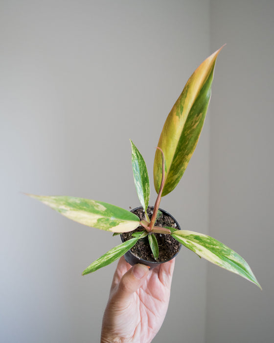 Philodendron 'Caramel Marble' - 2"