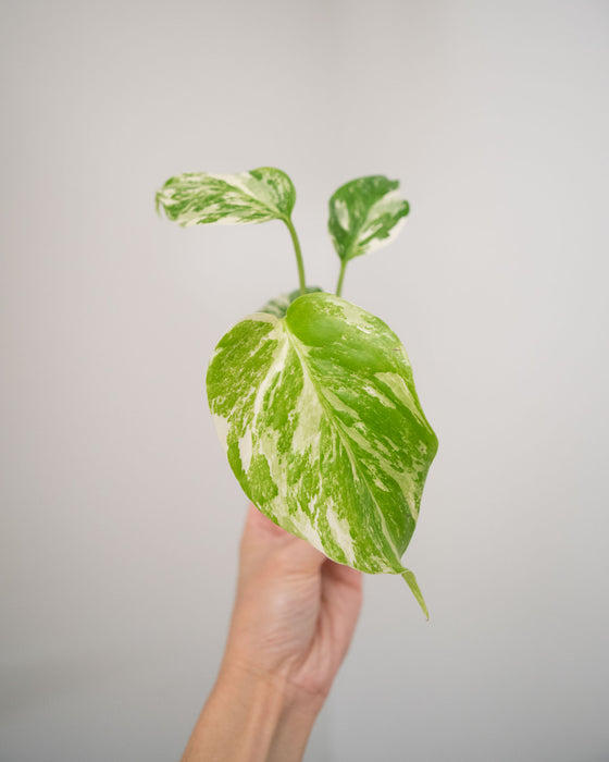 Monstera Deliciosa 'Var. Borsigniana 'Albo' - 2"