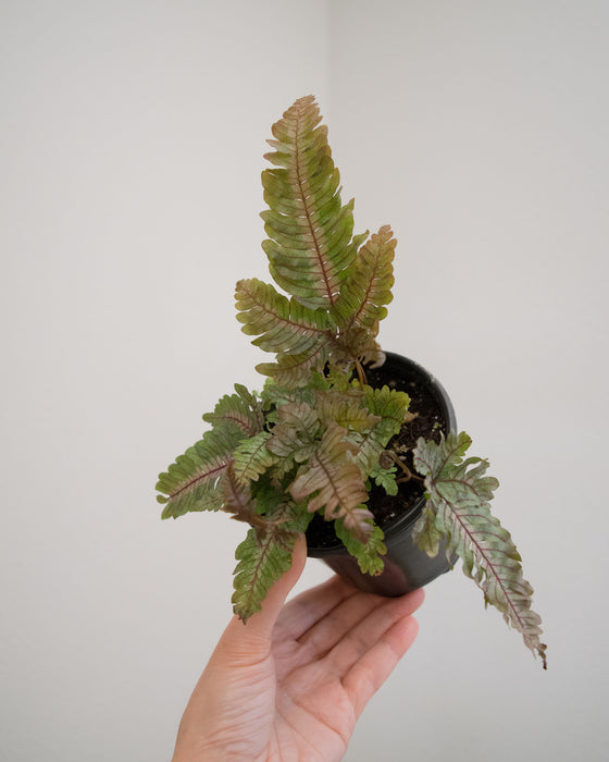 Pteris Aspericaulis 'Tricolor' - 4"