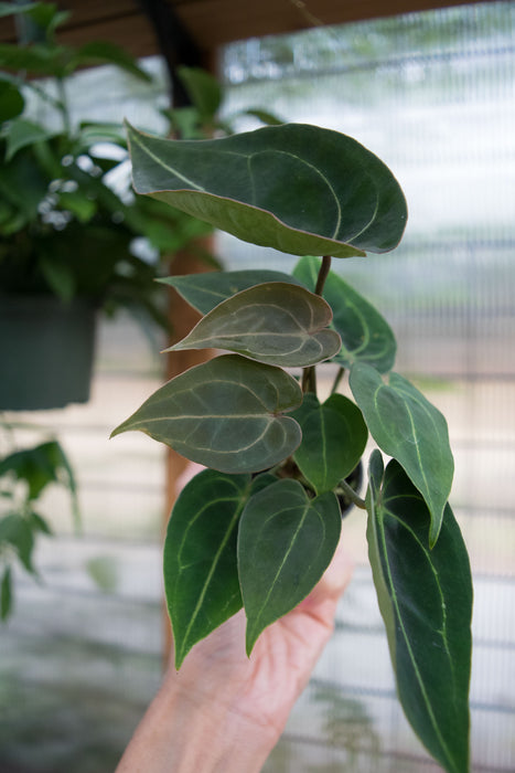 Anthurium 'Dressleri x HU' - 2"