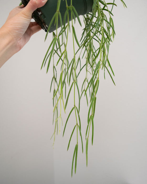 Hoya Linearis - 6" (Pick Up Only)