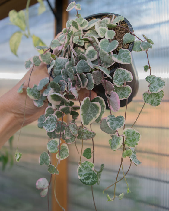 String of Hearts Variegated - 4"