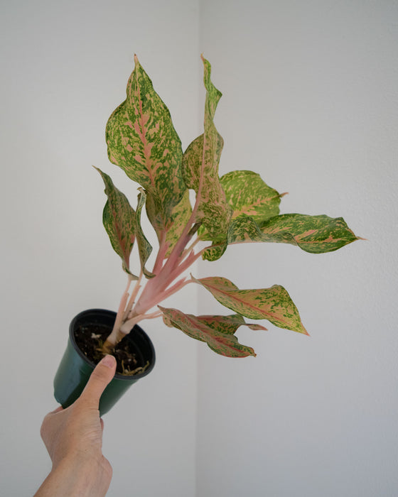 Aglaonema 'Fortune' - 4"