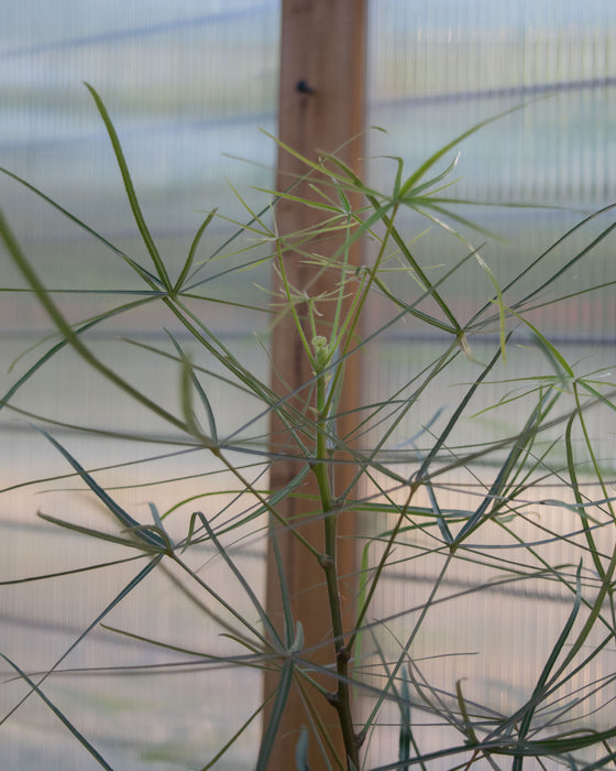 Brachychiton Rupestris 'Queensland Bottle Tree' - 6" (Pick Up Only)