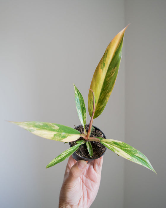 Philodendron 'Caramel Marble' - 2"